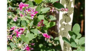 ‘Hagi at My Study Window’ and Other Late Summer Poems, by Margaret Coats