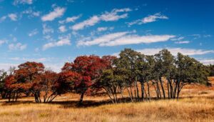 ‘It’s Fall, Y’all!’ and Other Poetry by Susan Jarvis Bryant