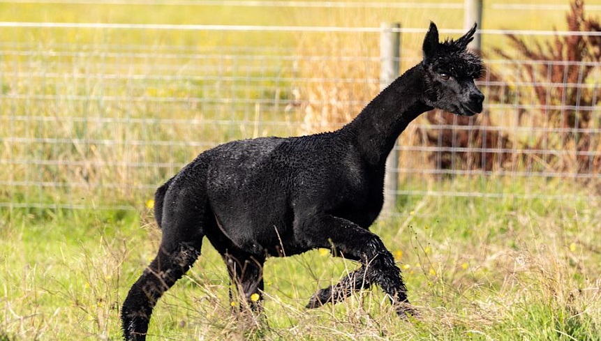 ‘Geronimo the Alpaca – In Memoriam’ by Paul A. Freeman