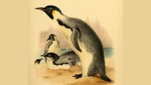Two Poems About Penguins, by Peter Hartley 2 Two Poems About Penguins, by Peter Hartley
