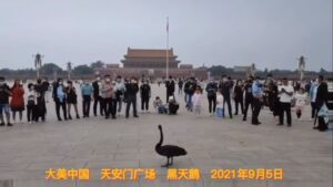 ‘A Black Swan in Tiananmen Square’ by Susan Jarvis Bryant