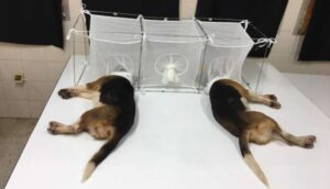 A Poem on Fauci and ‘Dead Puppies,’ by Joe Tessitore