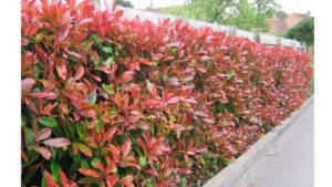 'Hedge Theory' by David Watt 2 ‘Hedge Theory’ by David Watt