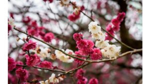 ‘Plum Blossom Blessings’ by Margaret Coats