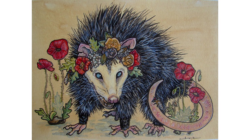 ‘On Sighting a Marsupial’ and Other Poetry by C.B. Anderson