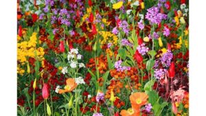 The Flowers’ Easter Debate: A Translation by Margaret Coats