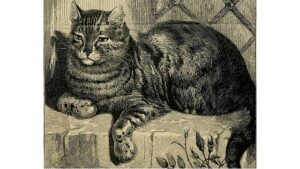'Pets and People' and Other Poetry by Julian Woodruff 3 ‘Shear Wickedness’ and Other Cat Poetry by Julian Woodruff