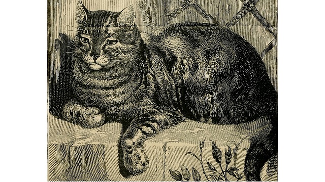 ‘Shear Wickedness’ and Other Cat Poetry by Julian Woodruff