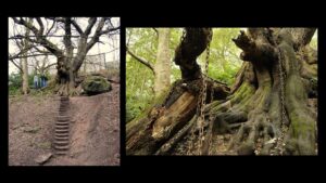 ‘The Chained Oak’ by Jeff Eardley