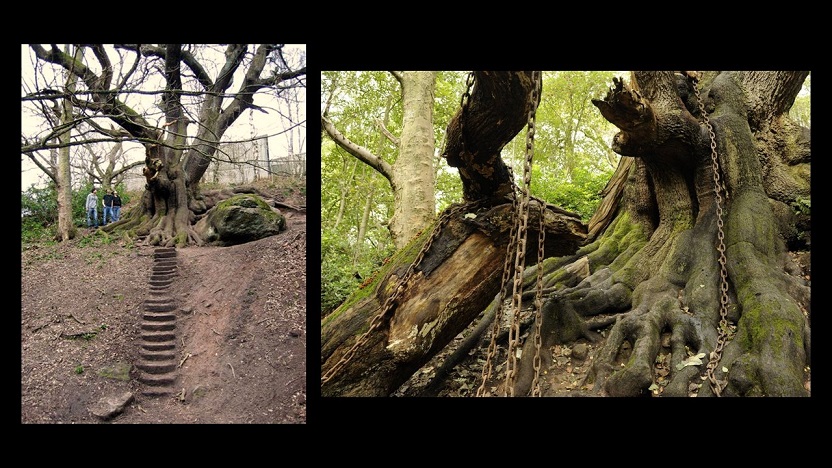 ‘The Chained Oak’ by Jeff Eardley