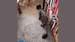 ‘Shear Wickedness’ and Other Cat Poetry by Julian Woodruff