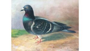 ‘The Pigeon’ and Other Poetry by Norma Pain
