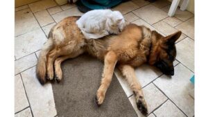 ‘Dog Tired, Cat on Top’ by Damian Robin