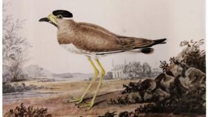A Conceit or Just a Similitude? Two Brief Illustrations from Sir John Suckling, by Joseph S. Salemi