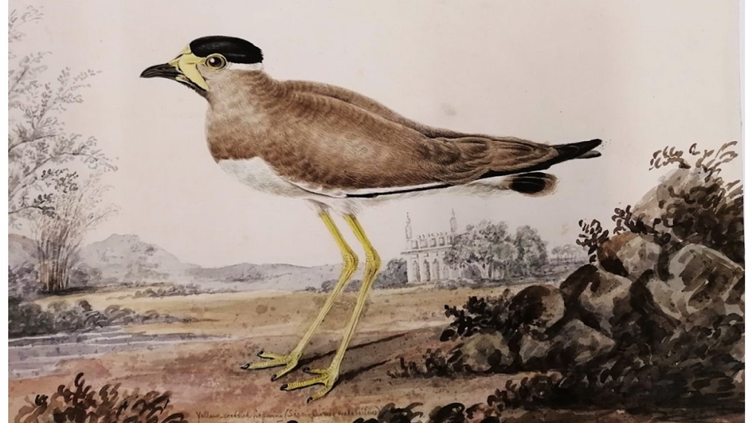 A Conceit or Just a Similitude? Two Brief Illustrations from Sir John Suckling, by Joseph S. Salemi