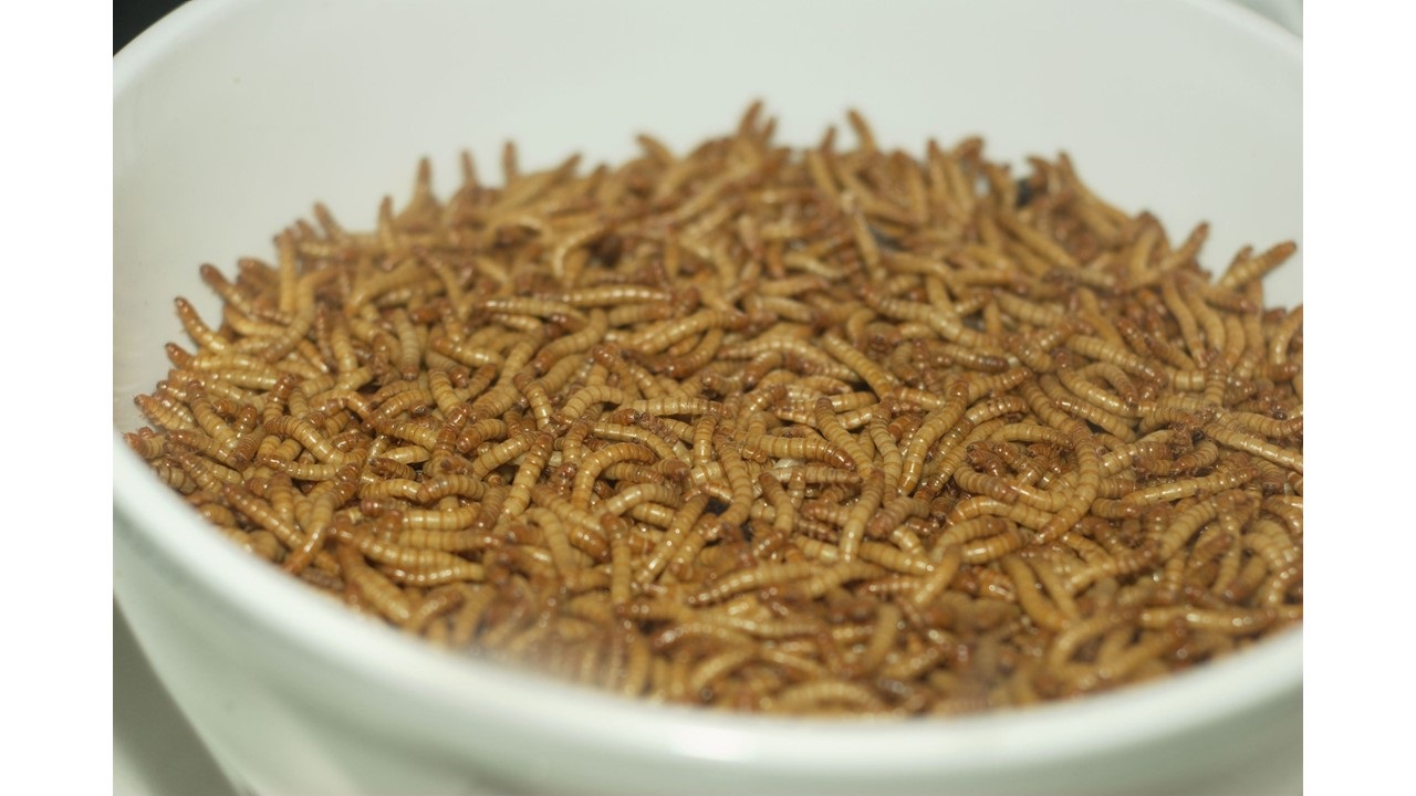 On Insects and Worms for Food: ‘Snub the Grub’ by Susan Jarvis Bryant