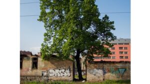 ‘The Shade Tree’ and Other Poetry by Adam Wasem