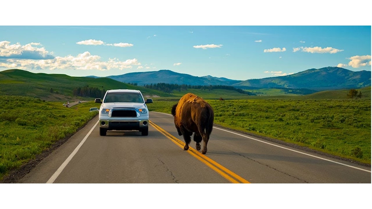 ‘Vicente el Bisonte (Vincent the Bison)’ by Mary Gardner