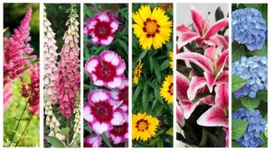 ‘Sex in the English Garden’ and Other Poetry by Sally Cook