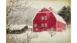 ‘The Animals on Christmas Eve’ by Sally Cook
