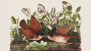 'Arrival of Spring' and Other Humorous Love Poems by Andrew Benson Brown 3 ‘Arrival of Spring’ and Other Humorous Love Poems by Andrew Benson Brown
