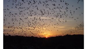 ‘Bats at Sunset’ and Other Poetry by Maxim D. Shrayer
