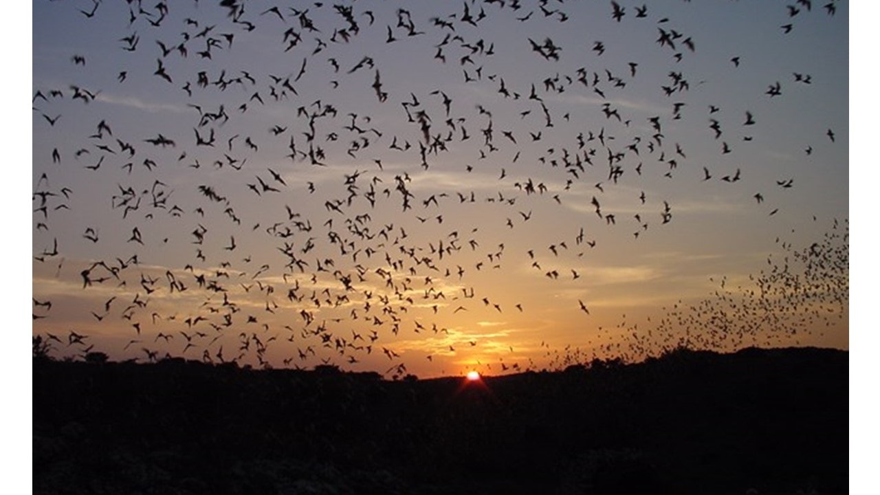 ‘Bats at Sunset’ and Other Poetry by Maxim D. Shrayer