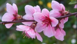 poem/beauty/peach blossoms