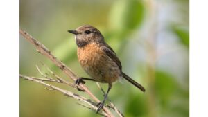 poetry poem bird