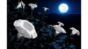 'Moon Garden Party' by Margaret Coats 6 ‘Moon Garden Party’ by Margaret Coats