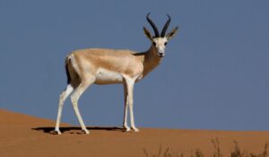 A Villanelle About a Sand Gazelle, by Rohini Sunderam