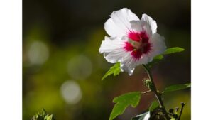 poem/erlandson/beauty