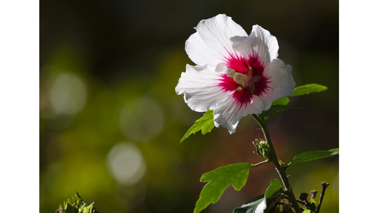 poem/erlandson/beauty