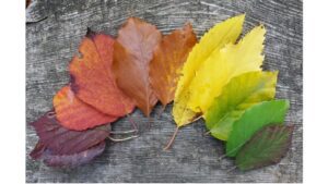 ‘Autumn in Pennsylvania in 2023’: A Poem by Jeff Kemper