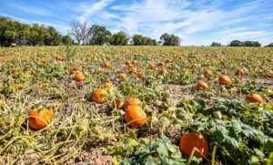 'Plato's Pumpkins' and Other Halloween Poetry by Leland James 3 ‘Plato’s Pumpkins’ and Other Halloween Poetry by Leland James