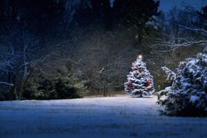 ‘The Ancient Christmas Tree’: A Poem by Brian Yapko