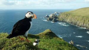 ‘Puffins’: A Poem by Margaret Coats