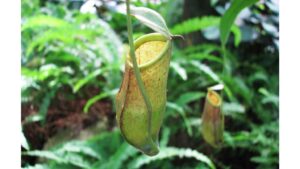 ‘The Pitcher Plant’ and Other Poetry by Andrew Yeager