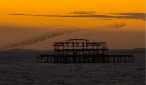 ‘A Wing-stroked Spectacle’: A Poem by Daniel Moreschi