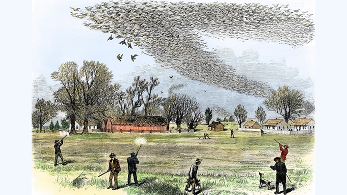 ‘To the Passenger Pigeon’: A Poem by Paul A. Freeman