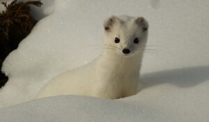 ‘The Stoat and the Old Goat’: a Children’s Tale by Jeff Eardley