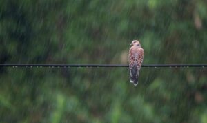 'O Darling Turtledove' and Other Poems by Tasso, Translated by Daniel Howard 2 ‘O Darling Turtledove’ and Other Poems by Tasso, Translated by Daniel Howard