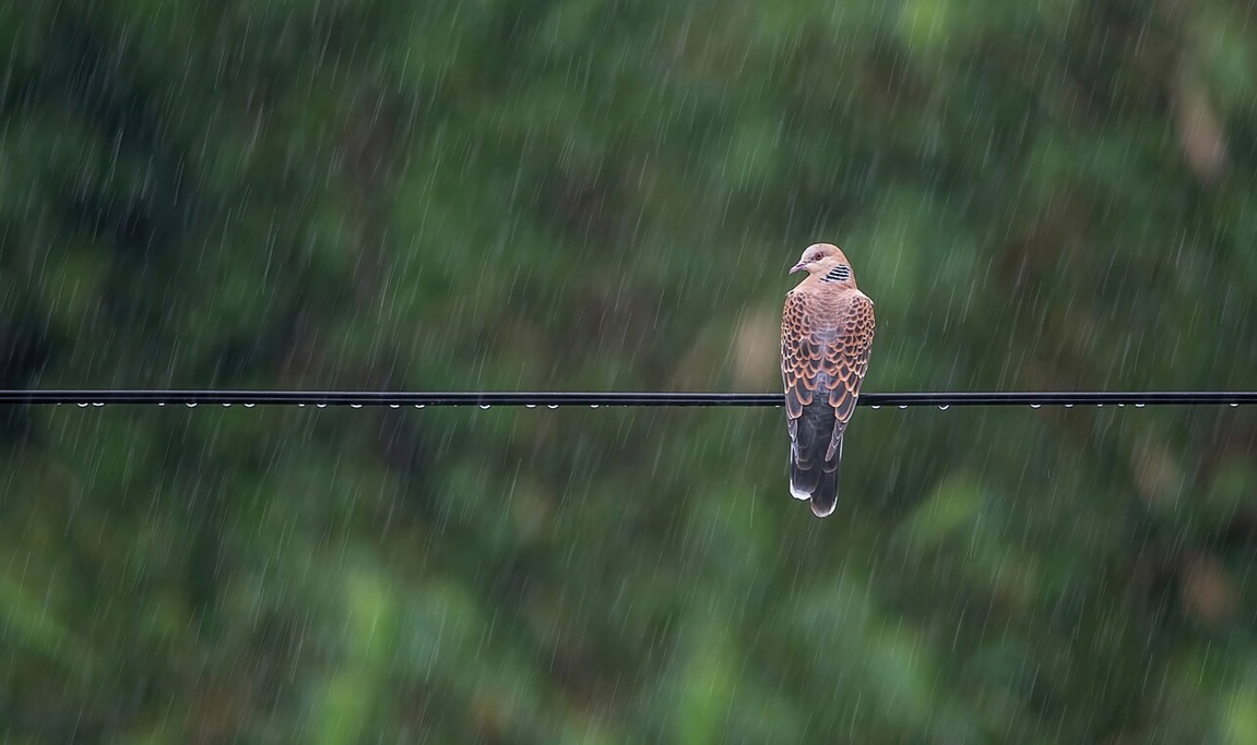 ‘O Darling Turtledove’ and Other Poems by Tasso, Translated by Daniel Howard