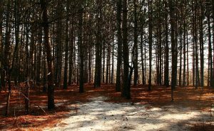 ‘The Woods Have Waited Anxiously’: A Poem by Roy E. Peterson