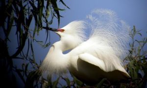 ‘Snowy Egret’ and ‘Dusky Seaside Sparrow’: Two Bird Poems by Margaret Coats