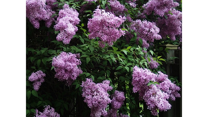 ‘The Lilacs on Good Friday’: A Poem by Joseph S. Salemi