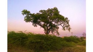 'To the Evening Breeze' and Other Poetry by Shamik Banerjee 3 ‘To the Evening Breeze’ and Other Poetry by Shamik Banerjee