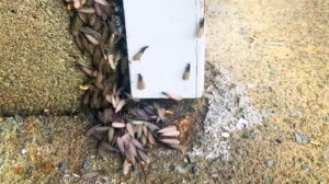 ‘Home Invasions’: Three Poems by James A. Tweedie