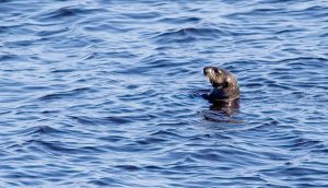 ‘On an Otter’: A Poem by Kensley Greene