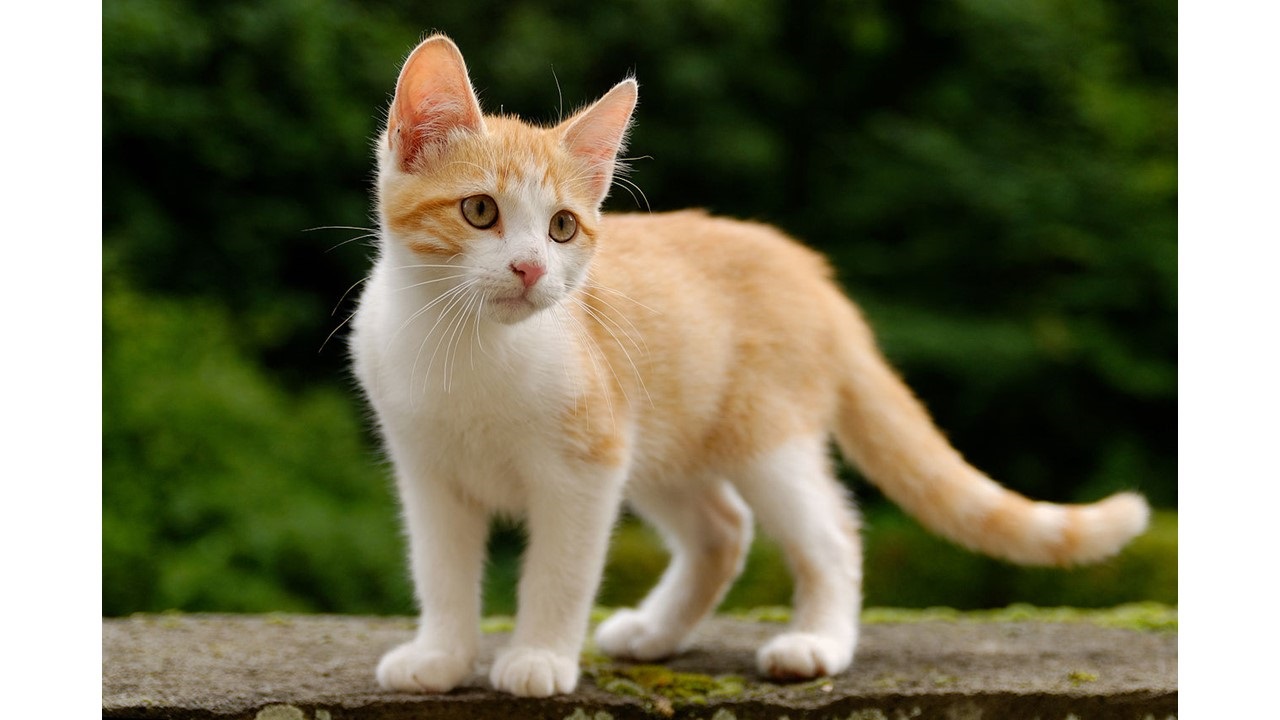 ‘A Tiny Tabby’: A Poem by E.V. Wyler